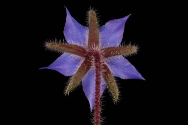 Borage (Borago officinalis). Çiçek Kapanışı
