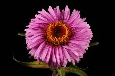 Kıllı Michaelmas Daisy (Symphyotrichum novae-angliae). Capitulum Kapanış