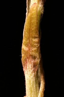 Colt & apos; 's Foot (Tussilago farfara). Yaprak Kapanışını Ölçekle