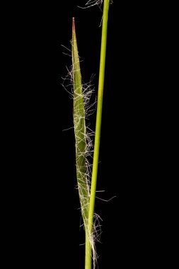 Woodrush Sahası (Luzula Campestris). Yaprak Kapanışı