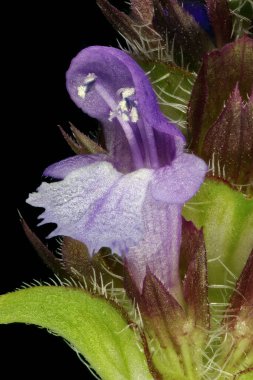 Kendini iyileştirme (Prunella vulgaris). Çiçek Kapanışı