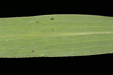 Green Bristle Grass (Setaria viridis). Yaprak Ayrıntısı Kapatma