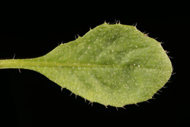 Shepherd & apos; 's Çanta (Capsella bursa-pastoris). Yaprak Kapanışı