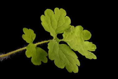 Daha büyük Celandine (Chelidonium majus). Yaprak Kapanışı