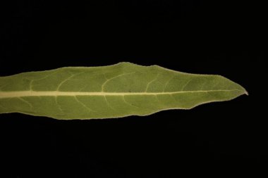 Yüce Mullein (Verbascum thapsus). Yaprak Kapanışı