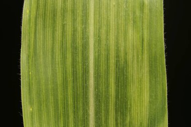 Mısır (Zea mays). Yaprak Ayrıntısı Kapatma