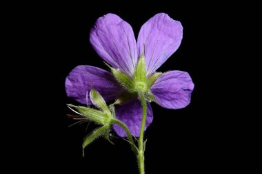 Wood Crane & apos; s-Bill (Geranium sylvaticum). Çiçek Kapanışı
