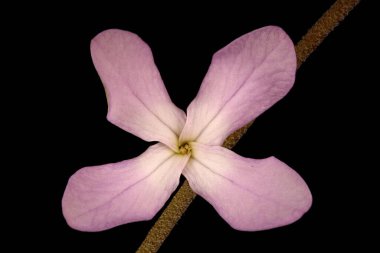 Gece Kokulu Stok (Matthiola longipetala). Çiçek Kapanışı