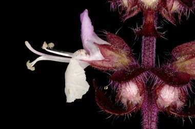 Basil (Ocimum bazilika). Çiçek Kapanışı