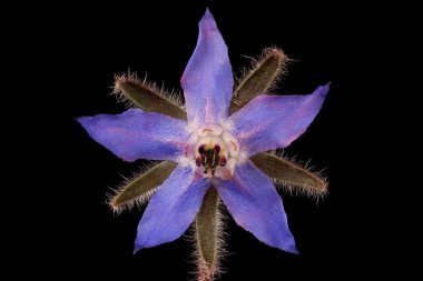 Borage (Borago officinalis). Çiçek Kapanışı