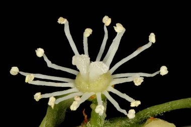 Japon Ortancası (Hydrangea petiolaris). Bereketli Çiçek Kapanışı