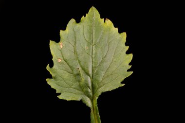 Çin Asterı (Callistephus chinensis). Yaprak Kapanışı