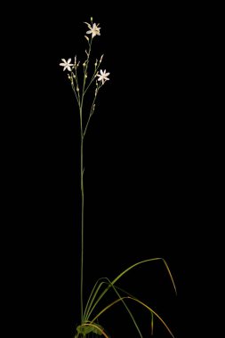 Branded St. Bernard & apos; s-Lily (Anthericum ramosum). Alışkanlık