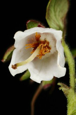Çilek (Aşı vitis-idaea). Çiçek Kapanışı