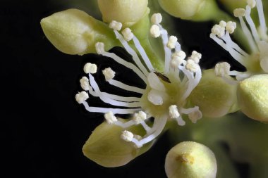 Japon Ortancası (Hydrangea petiolaris). Çiçek Kapanışı
