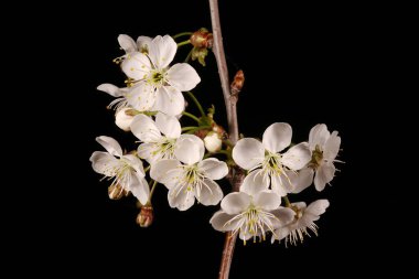 Cüce Kiraz (Prunus cerasus). Enfeksiyon. Yakın çekim.