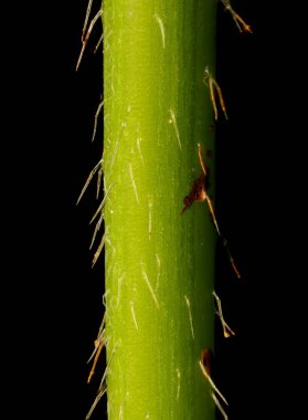Bifid Hemp-Nettle (Galeopsis bifida). Kök Yakın Çekim