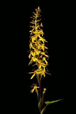 Dar Kafalı Leopar Bitkisi (Ligularia stenocephala). Enfeksiyon. Yakın çekim.