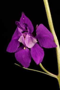 Çatallı Larkspur (Consolida regalis). Çiçek Kapanışı