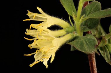 Mavi Hanımeli (Lonicera caerulea). Enfeksiyon. Yakın çekim.