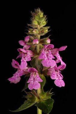 Marsh Woundwort (Stachys palustris). Enfeksiyon. Yakın çekim.