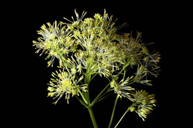 Ortak Meadow-Rue (Thalictrum flavum). Enfeksiyon. Yakın çekim.