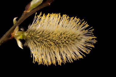 Keçi Söğüdü (Salix caprea). Erkek Enfeksiyonu Yakın plan