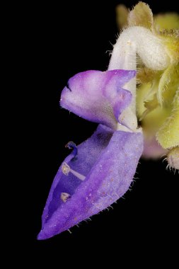 Boyalı Nettle (Plectranthus scutellarioides). Çiçek Kapanışı