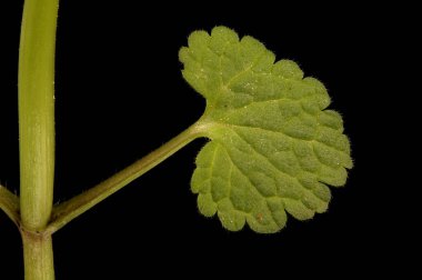 Kesik Yaprak Ölü Nettle (Lamium purpureum). Yaprak Kapanışı