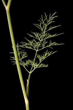 Dill (Anethum Graveolens). Yaprak Kapanışı