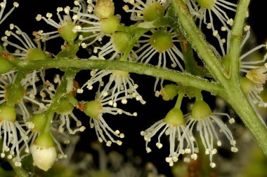 Japon Ortancası (Hydrangea petiolaris). Inflorescence Detay Kapatma