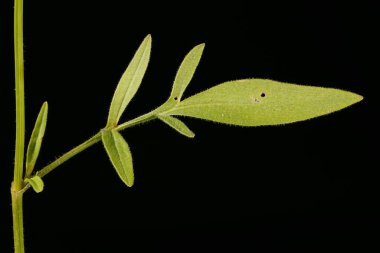 Büyük çiçekli Gıdıktohumu (Coreopsis grandiflora). Yaprak Kapanışı