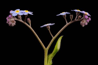 Wood Forget-Me-Not (Myosotis sylvatica). Enfeksiyon. Yakın çekim.