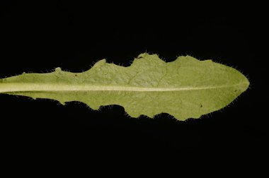 Kedi kulağı (Hypochaeris radicata). Yaprak Kapanışı