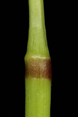 Green Bristle Grass (Setaria viridis). Kök Düğüm Kapanışı
