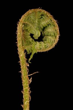 Erkek Fern (Dryopteris filix-mas). Fiddlehead Kapanış