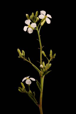 Bahçe Turpu (Raphanus raphanistrum subsp. Sativus). Enfeksiyon. Yakın çekim.