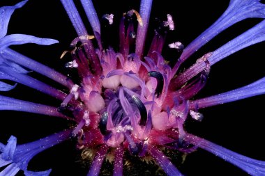 Dağ Çiçeği (Centaurea montana). Disk Çiçekleri Kapanışı