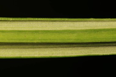 Spring Crocus (Crocus vernus). Yaprak Kapanışı