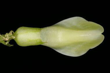 Vahşi Meyankökü (Astragalus glisifilis). Çiçek Kapanışı