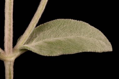 Lamb & apos; s-Ear (Stachys byzantina). Kök ve Yaprak Kapanışı