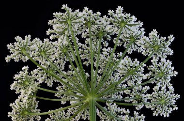 Yer Yaşlısı (Aegopodyum podagraria). Enfeksiyon. Yakın çekim.