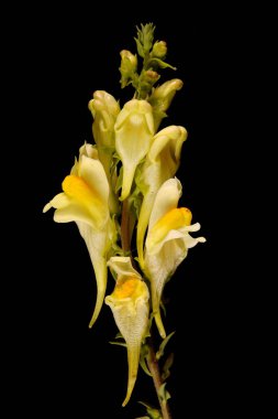 Toadflax (Linaria vulgaris). Inflorescence Detay Kapatma