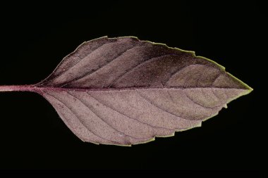 Basil (Ocimum bazilika). Yaprak Kapanışı