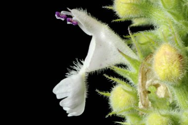 Kedi nanesi (Nepeta kataryası). Çiçek Kapanışı