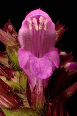 Büyük-Çiçekli Selfheal (Prunella grandiflora). Çiçek Kapanışı
