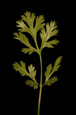 Kişniş (Coriandrum sativum). Yaprak Kapanışı