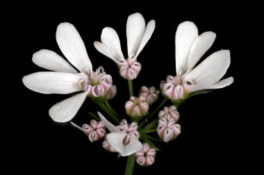 Kişniş (Coriandrum sativum). Umbellule Kapanış