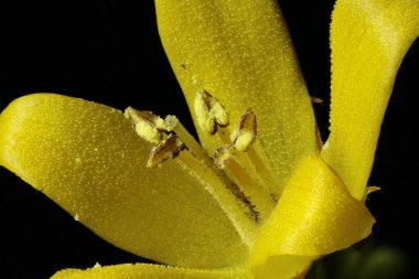 Sarı Loosestrife (Lysimachia vulgaris). Pistil ve Stamens Kapanış