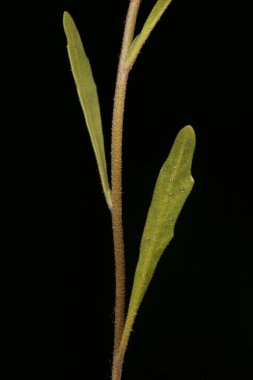 Gece Kokulu Stok (Matthiola longipetala). Kök ve Yapraklar Kapalı
